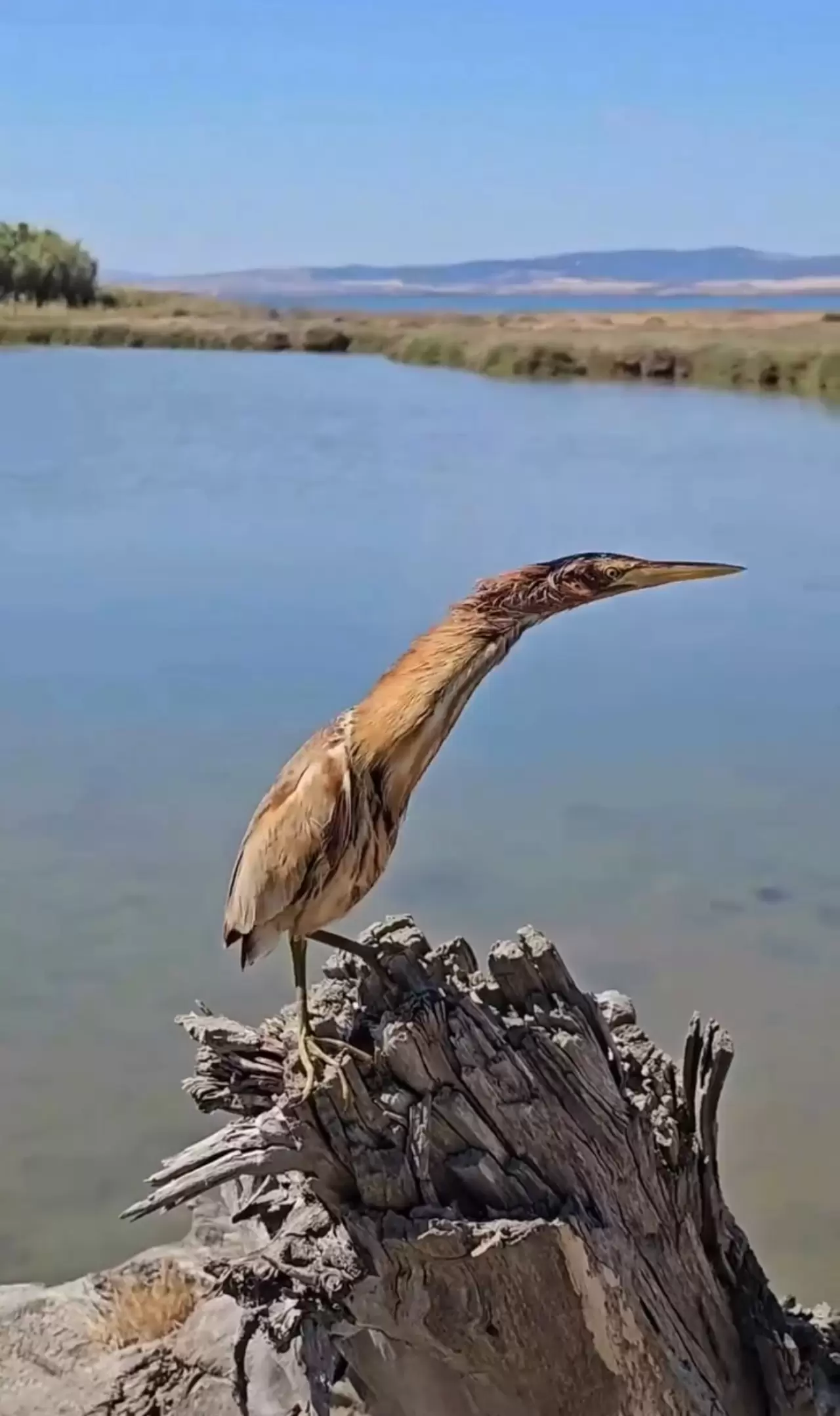 Yaralı kuşlar Doğa Koruma ve Milli Parklar ekipleri sayesinde hayata tutundu 7