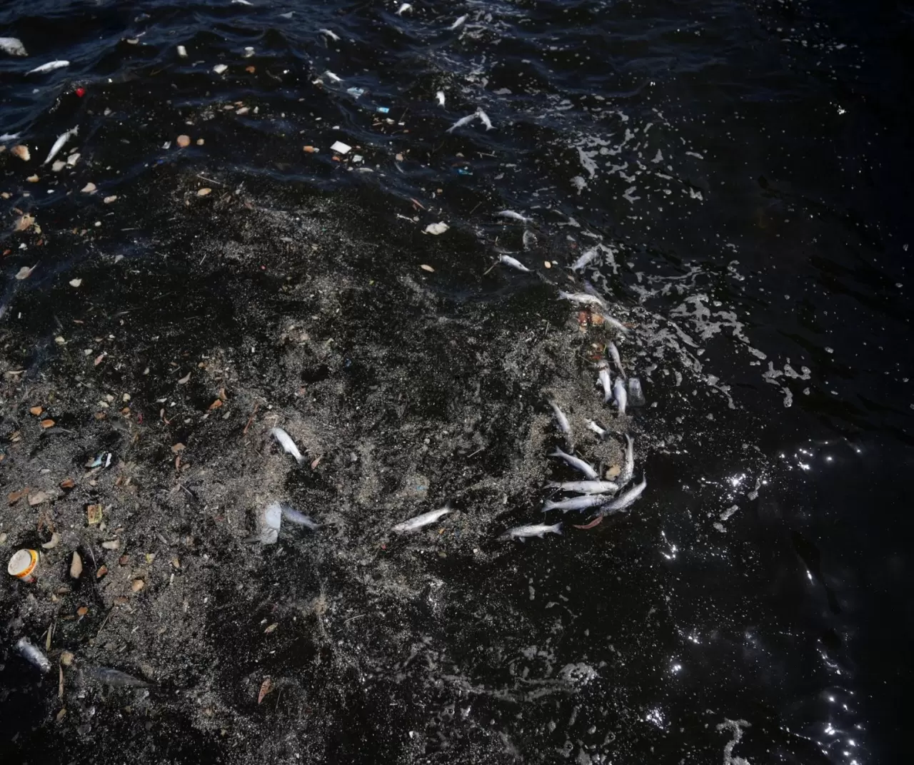 İzmir Körfezi’nde balık ölümleri sürüyor: Üçkuyular sahili tonlarca ölü balıkla doldu 5