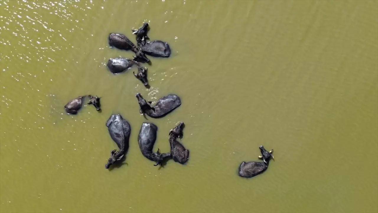 Kızılırmak Deltası Kuş Cenneti: Mandaların yurdu 2