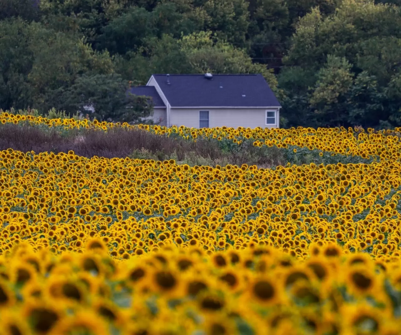 Maryland’de ayçiçeği tarlaları sarıya büründü 11