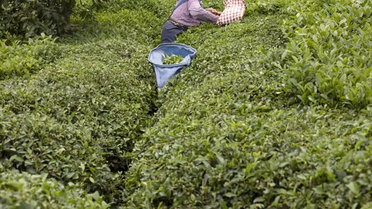 Rize'de çay hasadı mesaisi: Sade çiftçilerin değil kadınların da gelir kapısı 5