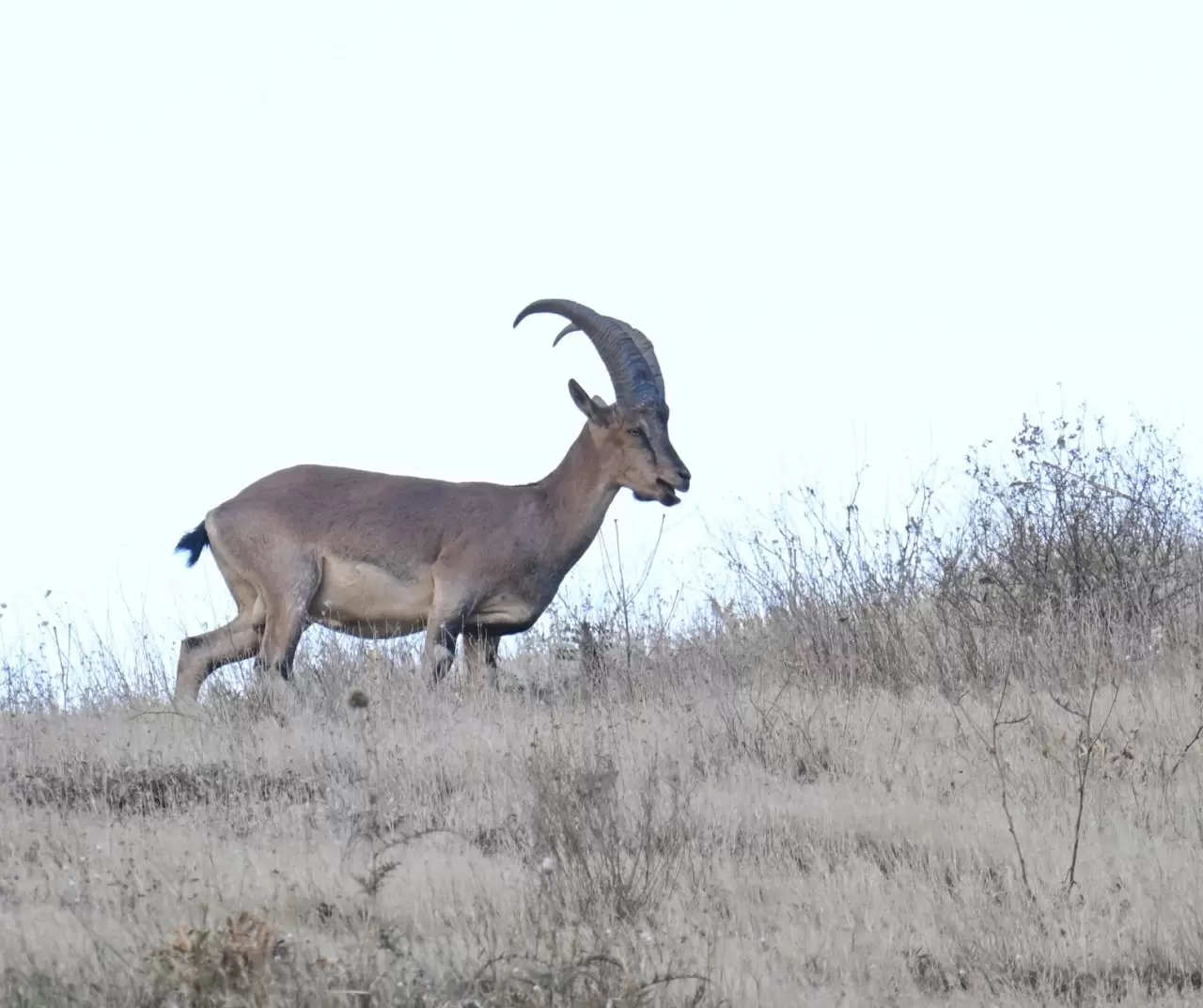 Hakkari’de şaşırtan görüntü: Kentin girişinde sürüler halinde dağ keçileri! 3