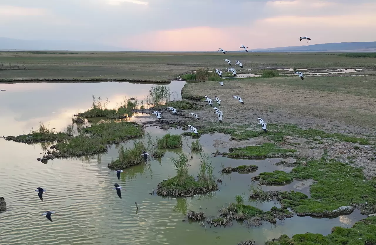 Göçmen kuşlar dönüş yolunda 1