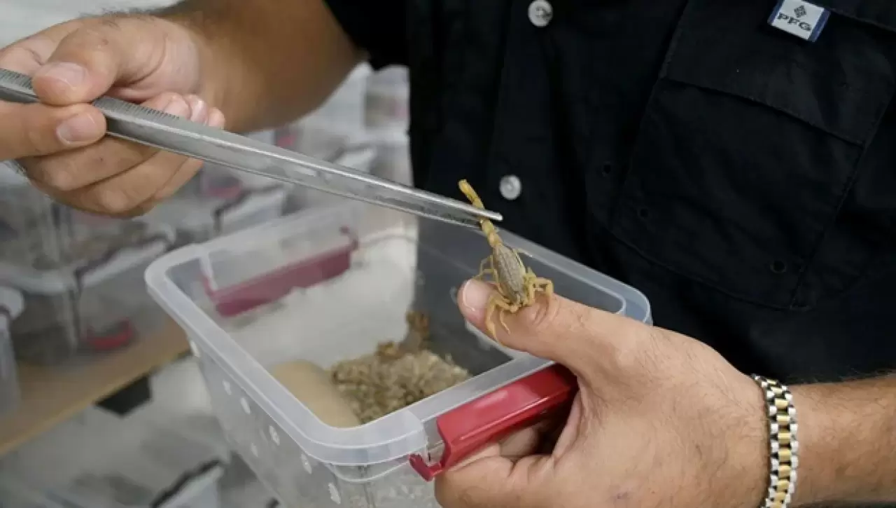 Tesis kurdu, 4 ayda 4 bin yavru üretti 1