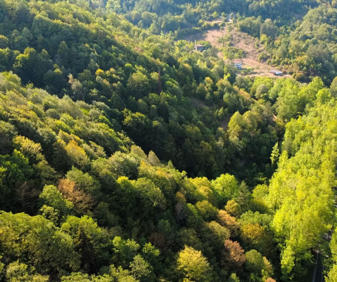 Safranbolu’nun ağaç tüneli: Yeşilin içinde büyüleyici yolculuk keyfi 4