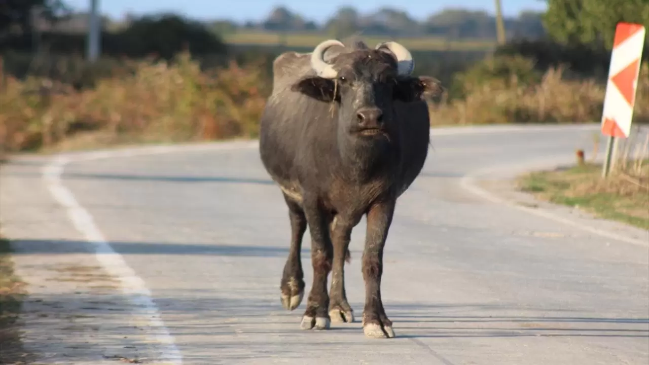 Kızılırmak Deltası Kuş Cenneti: Mandaların yurdu 6