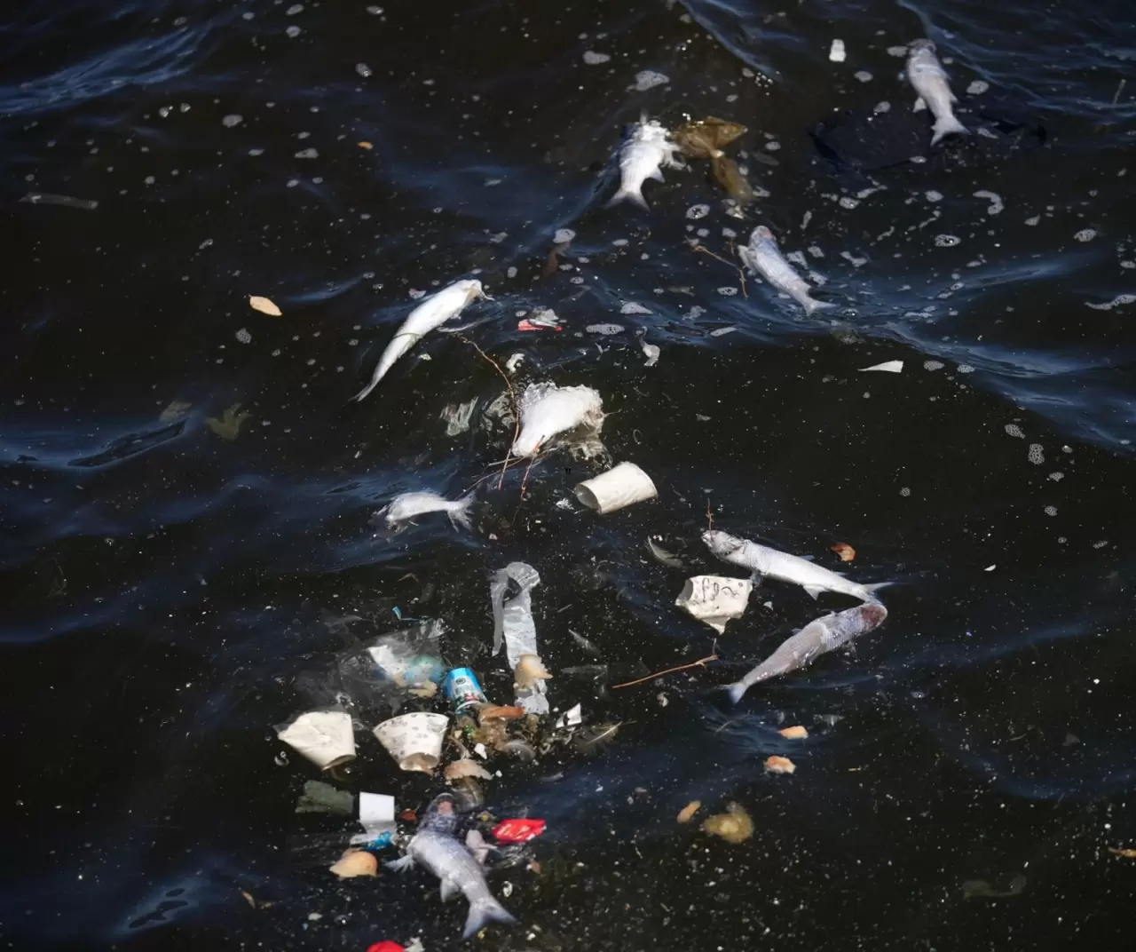 İzmir Körfezi’nde balık ölümleri sürüyor: Üçkuyular sahili tonlarca ölü balıkla doldu 1