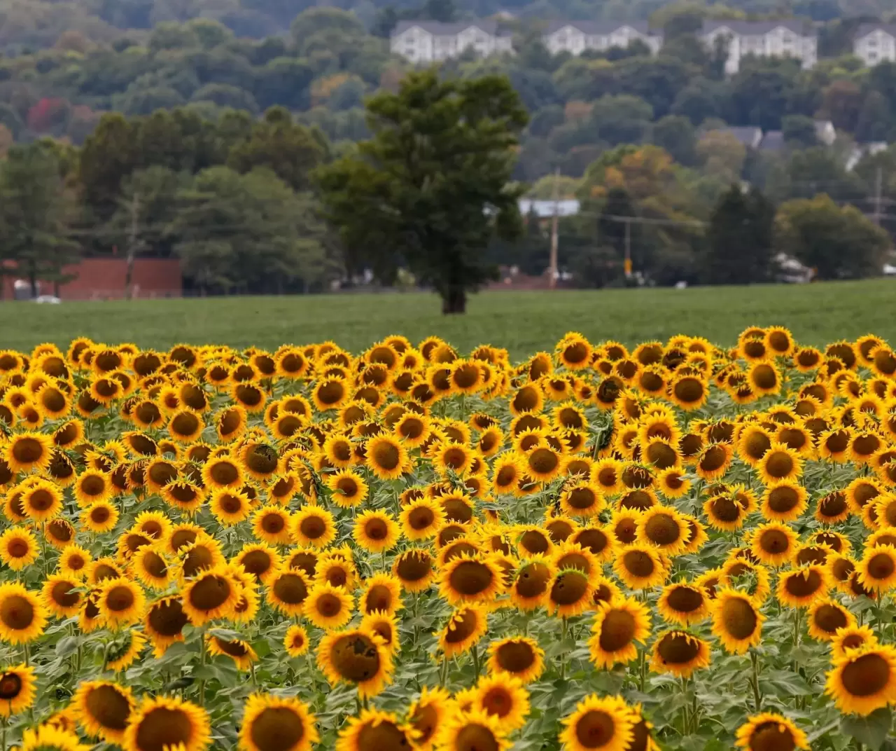 Maryland’de ayçiçeği tarlaları sarıya büründü 13