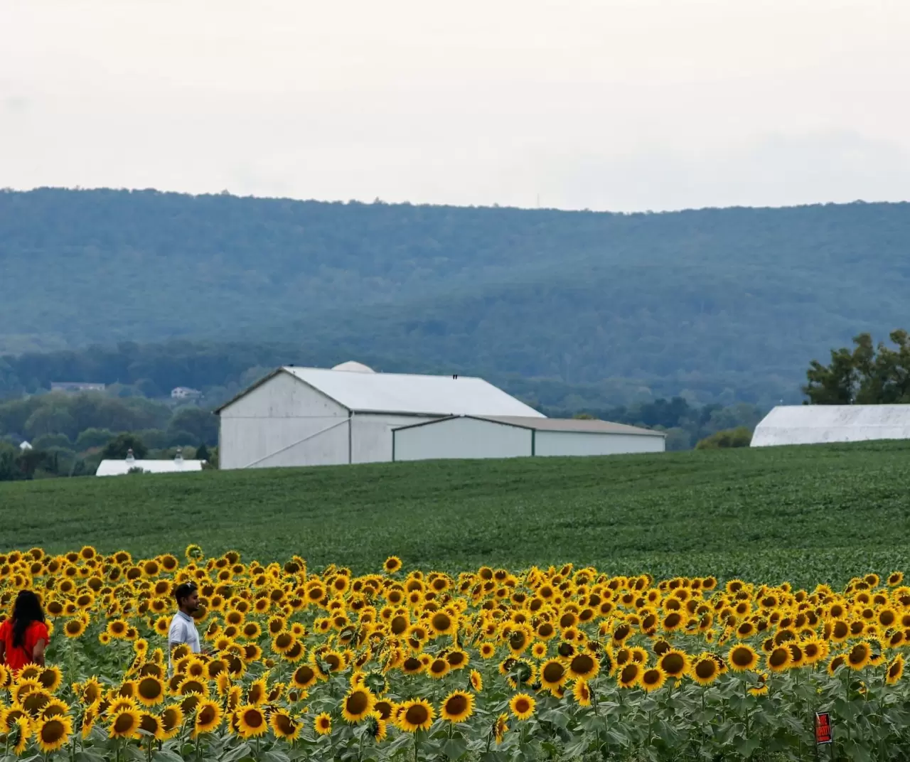 Maryland’de ayçiçeği tarlaları sarıya büründü 14
