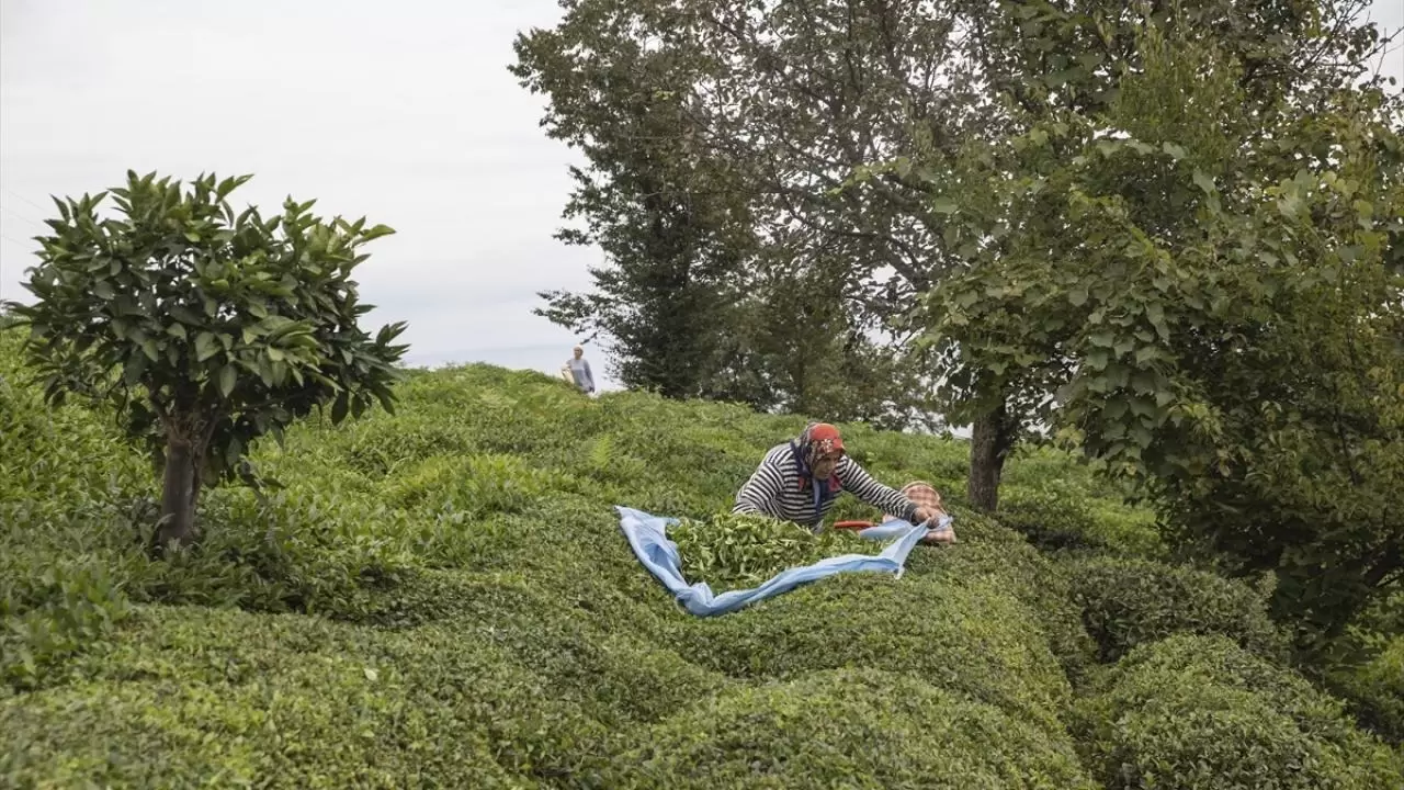 Rize'de çay hasadı mesaisi: Sade çiftçilerin değil kadınların da gelir kapısı 4