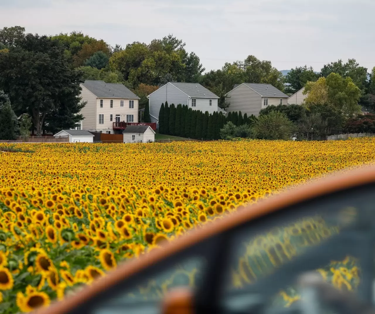 Maryland’de ayçiçeği tarlaları sarıya büründü 1