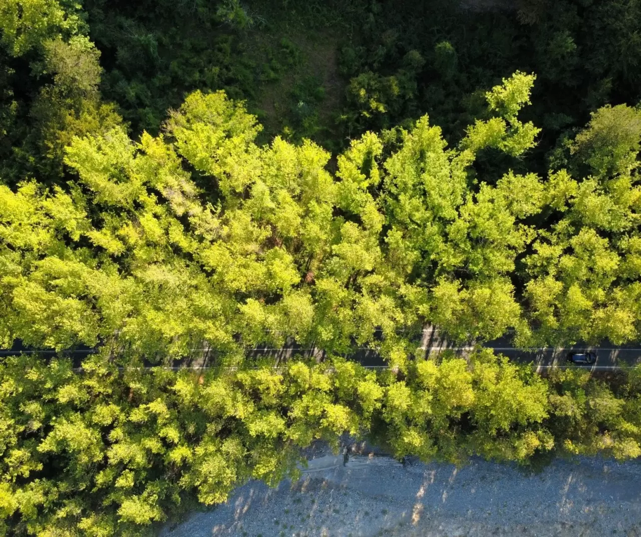 Safranbolu’nun ağaç tüneli: Yeşilin içinde büyüleyici yolculuk keyfi 1