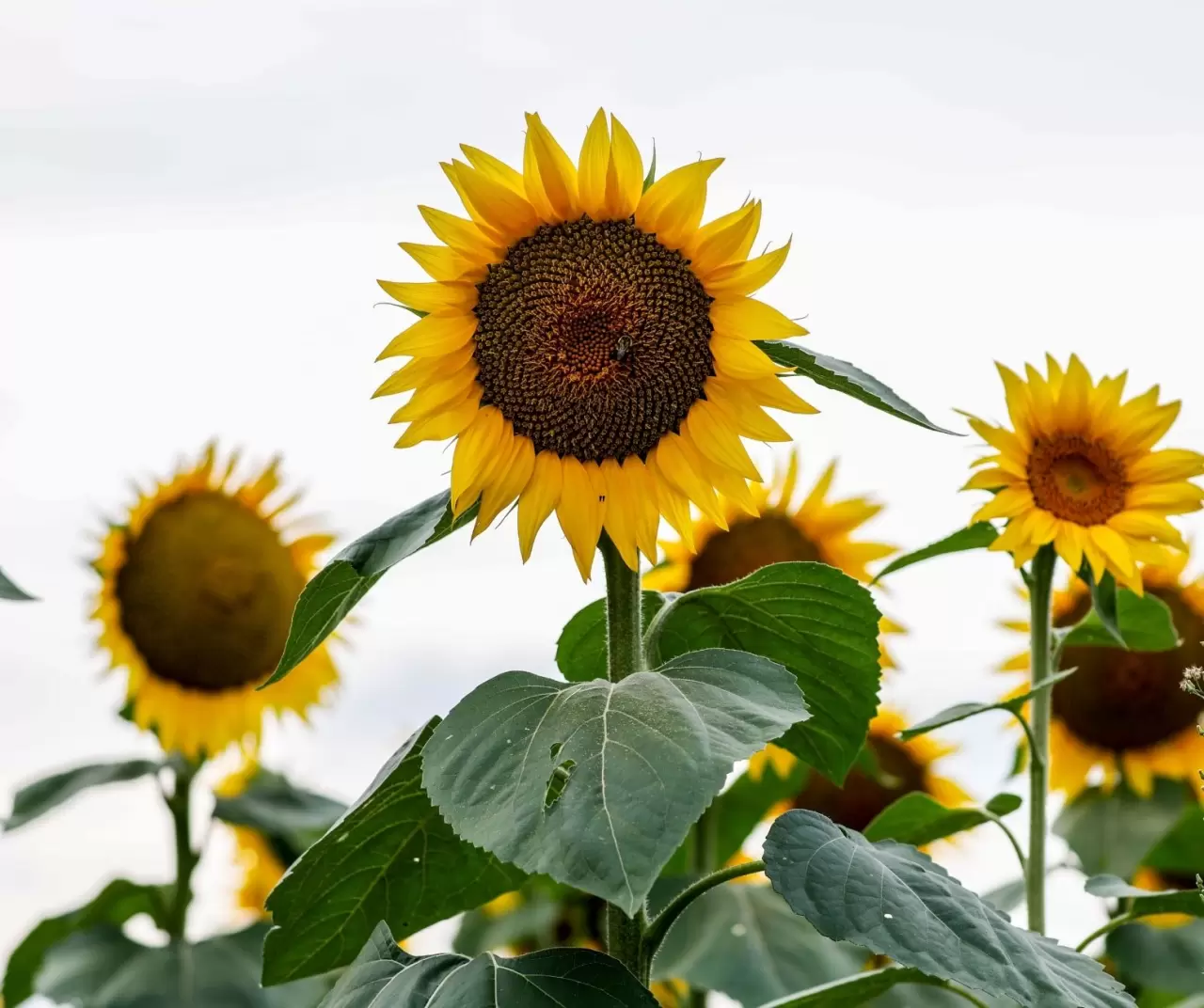 Maryland’de ayçiçeği tarlaları sarıya büründü 6