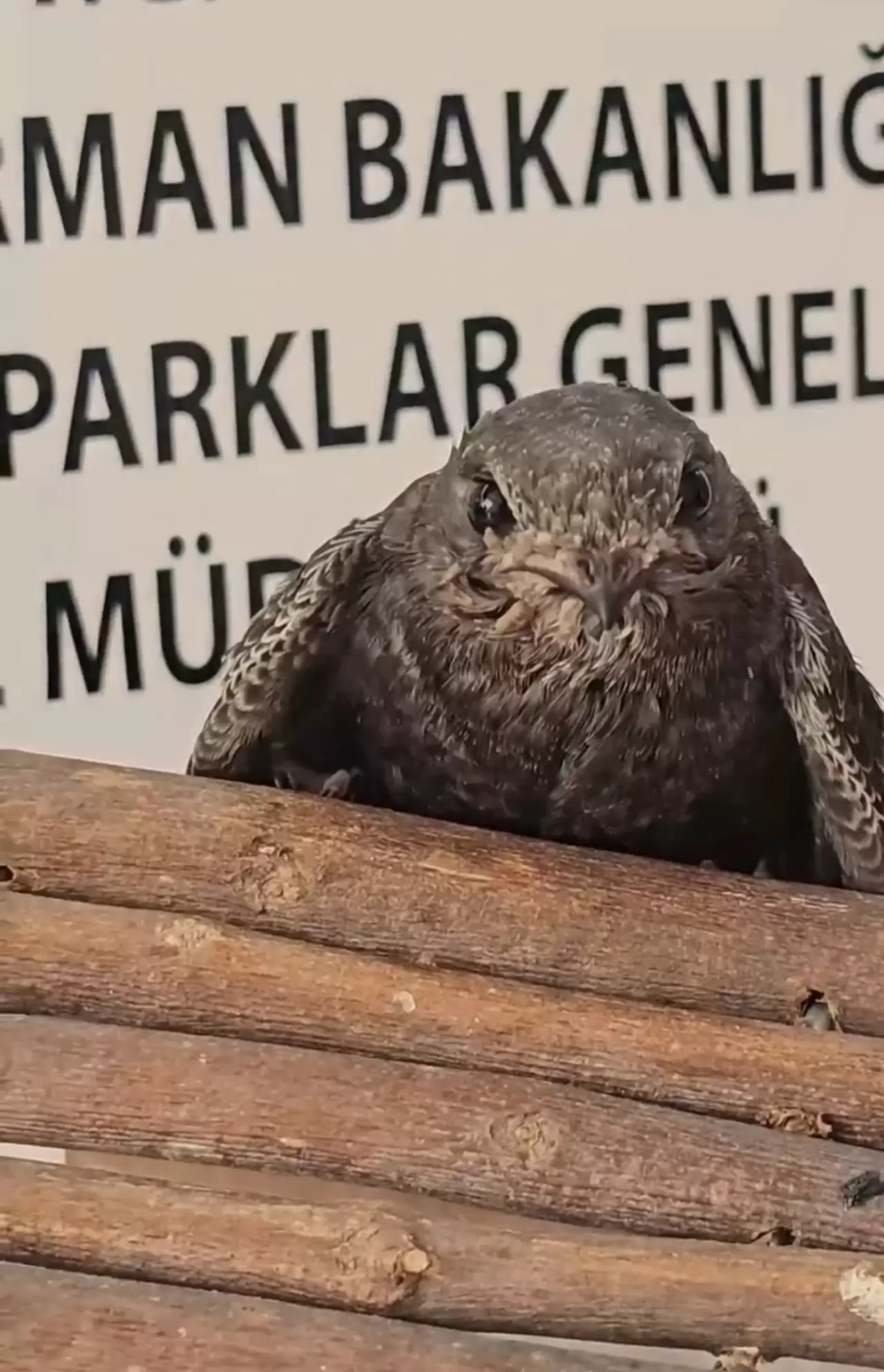 Yaralı kuşlar Doğa Koruma ve Milli Parklar ekipleri sayesinde hayata tutundu 1