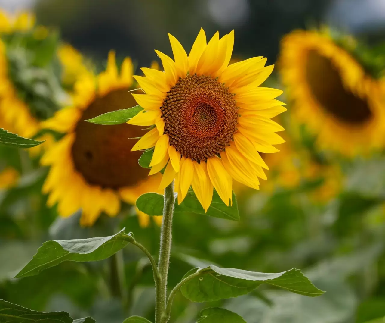 Maryland’de ayçiçeği tarlaları sarıya büründü 7