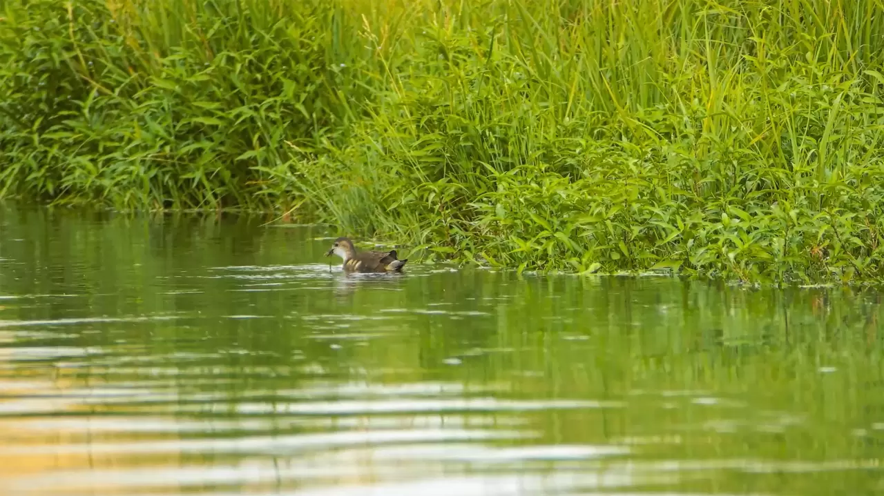 Göçmen kuşlar dönüş yolunda 6