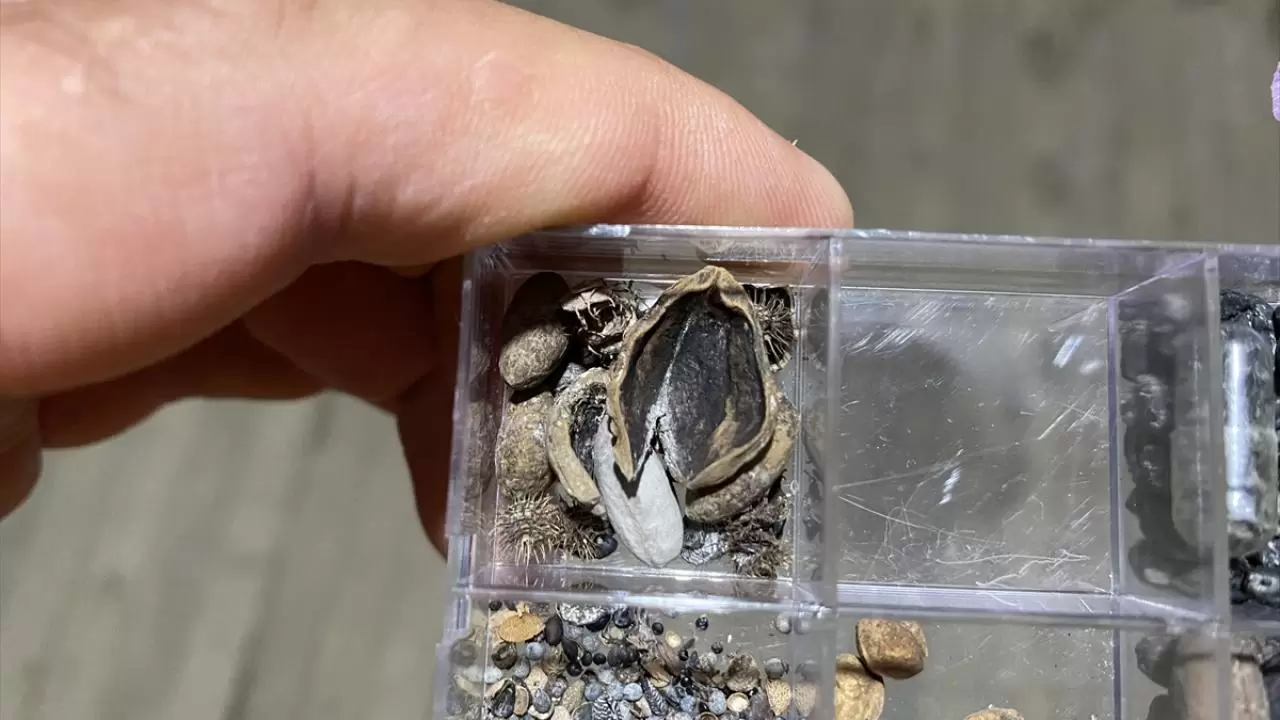 Nerik'te 3 bin 500 yıllık fındık fosili bulundu 8