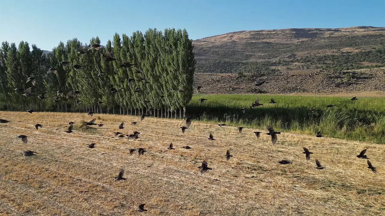 Göçmen kuşlar dönüş yolunda 3