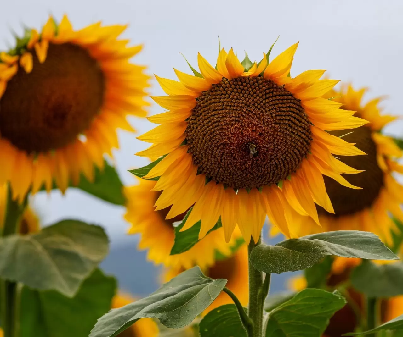 Maryland’de ayçiçeği tarlaları sarıya büründü 2