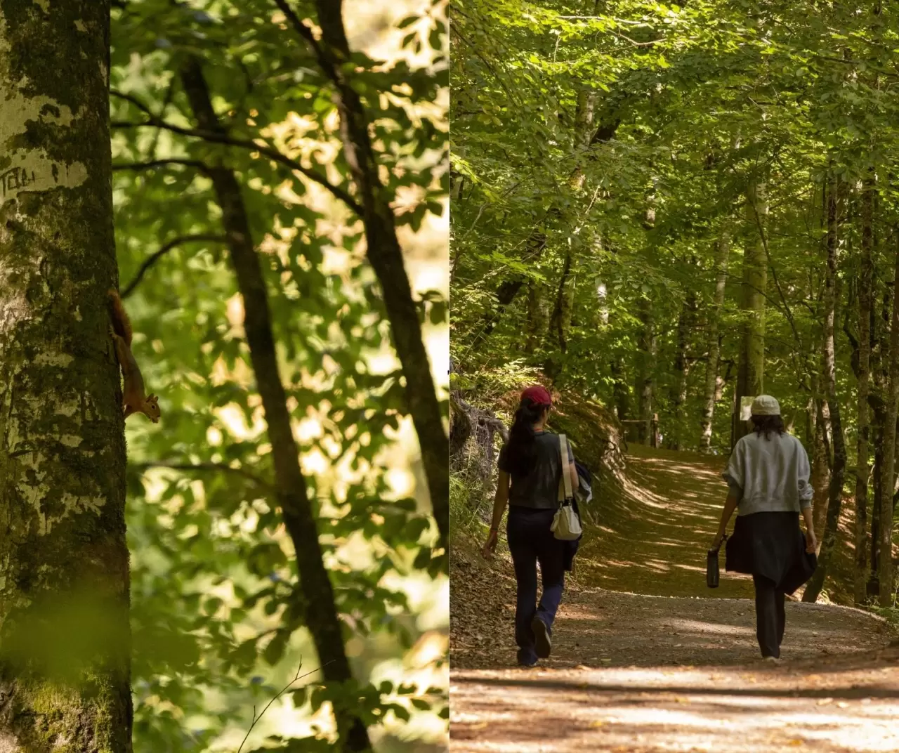 Bolu Yedigöller Milli Parkı sonbaharda ziyaretçilerini bekliyor 6