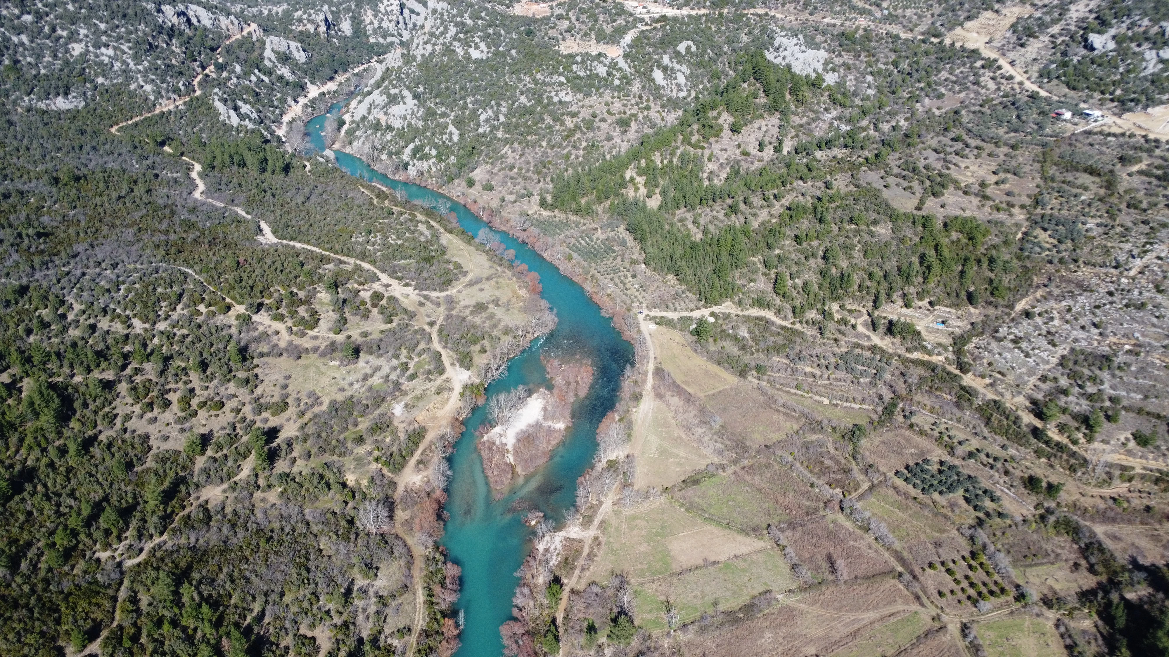 Toroslarda doğal yetişen defne yaprakları Avrupa'ya ihraç ediliyor 2