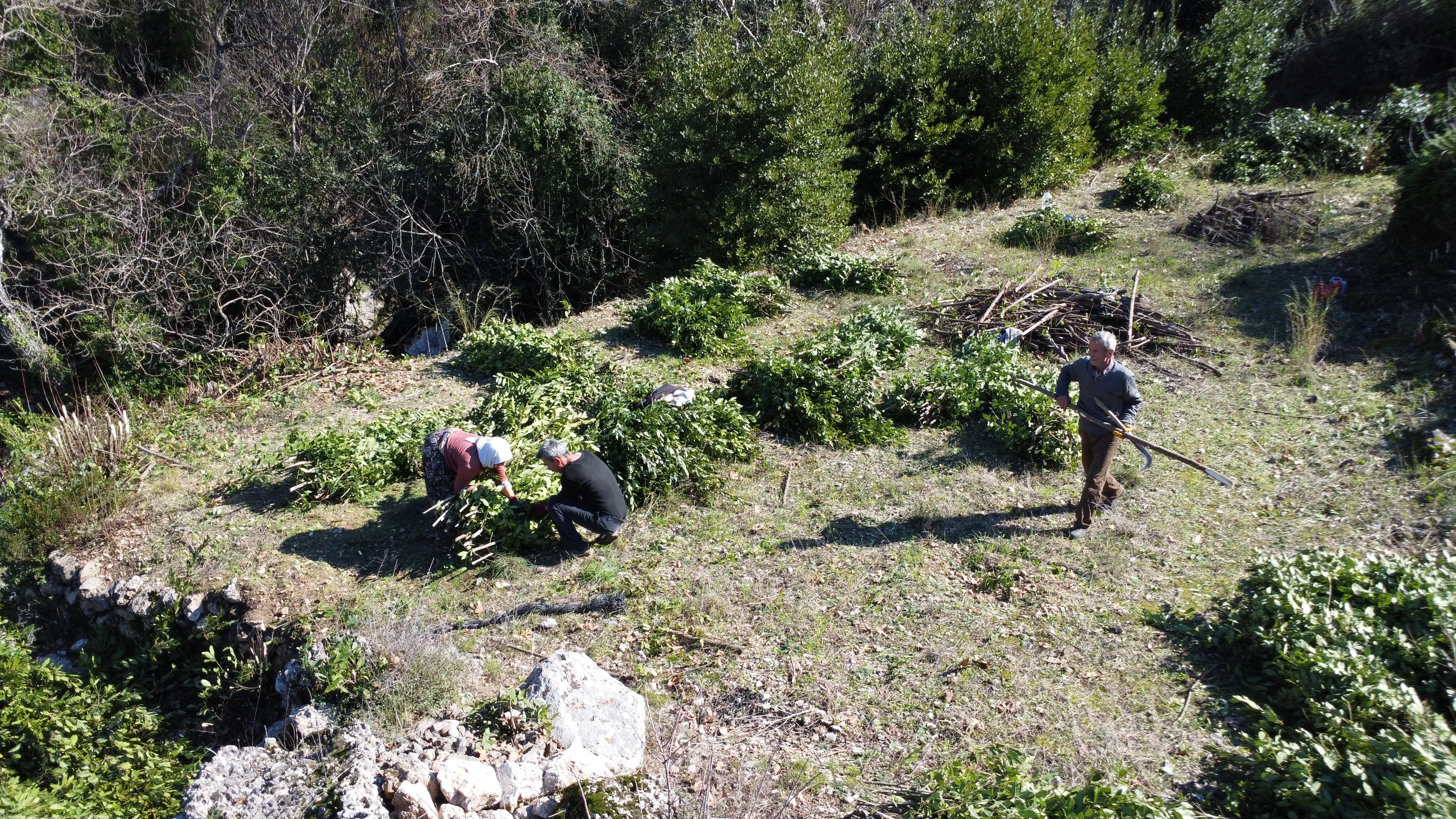 Toroslarda doğal yetişen defne yaprakları Avrupa'ya ihraç ediliyor 5