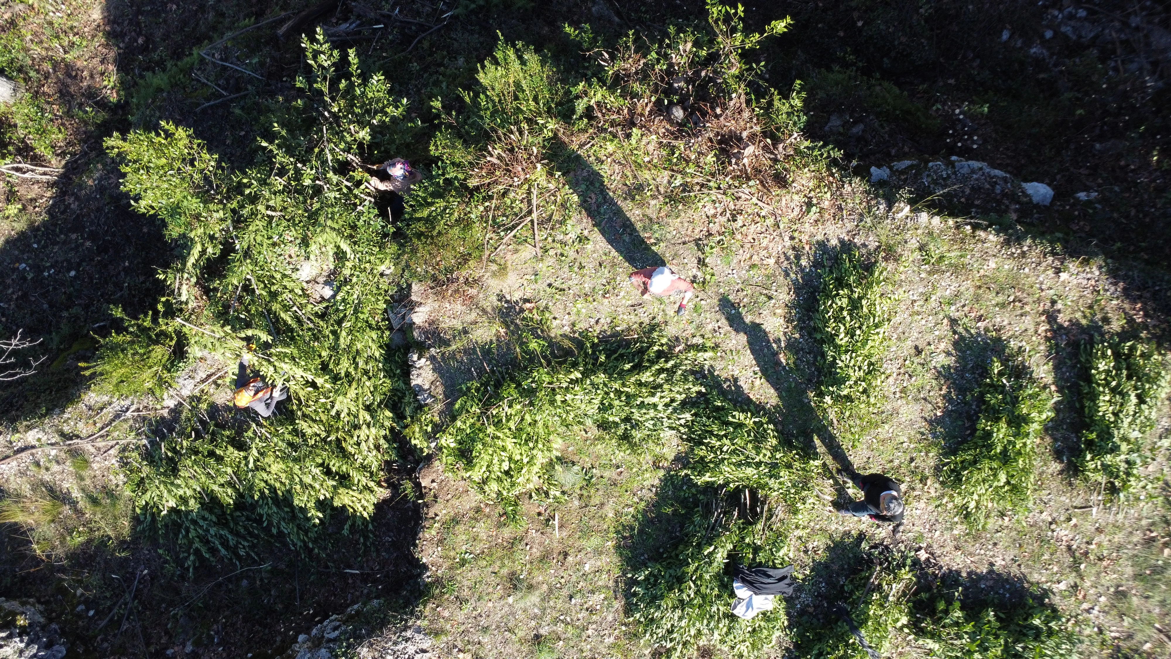 Toroslarda doğal yetişen defne yaprakları Avrupa'ya ihraç ediliyor 4