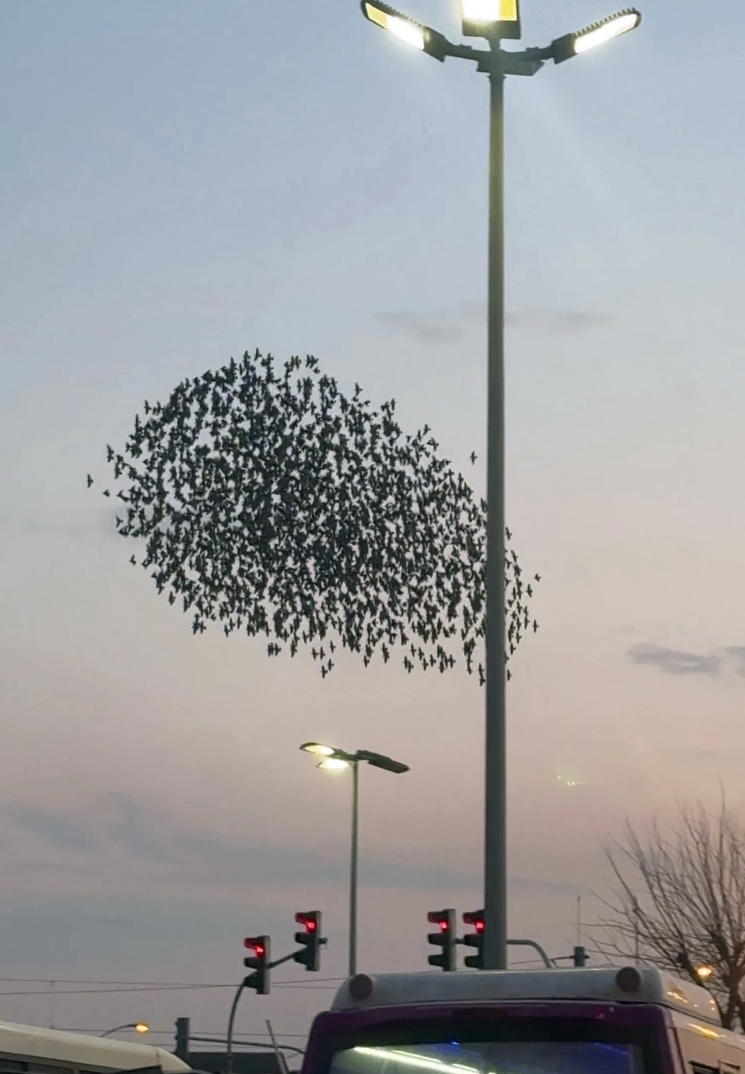 Sığırcık kuşlarının uçuşu izleyenleri mest etti 2