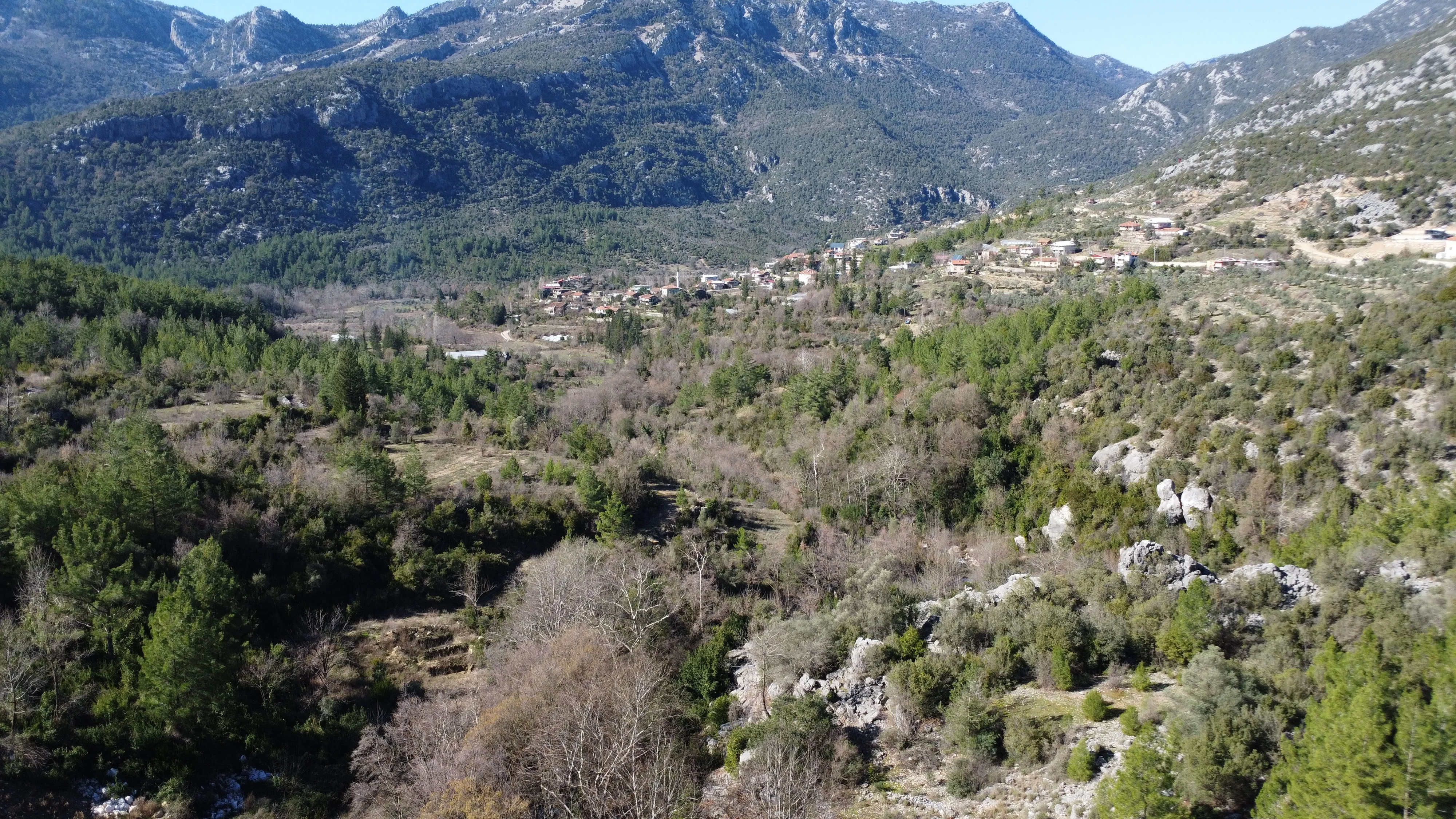 Toroslarda doğal yetişen defne yaprakları Avrupa'ya ihraç ediliyor 6