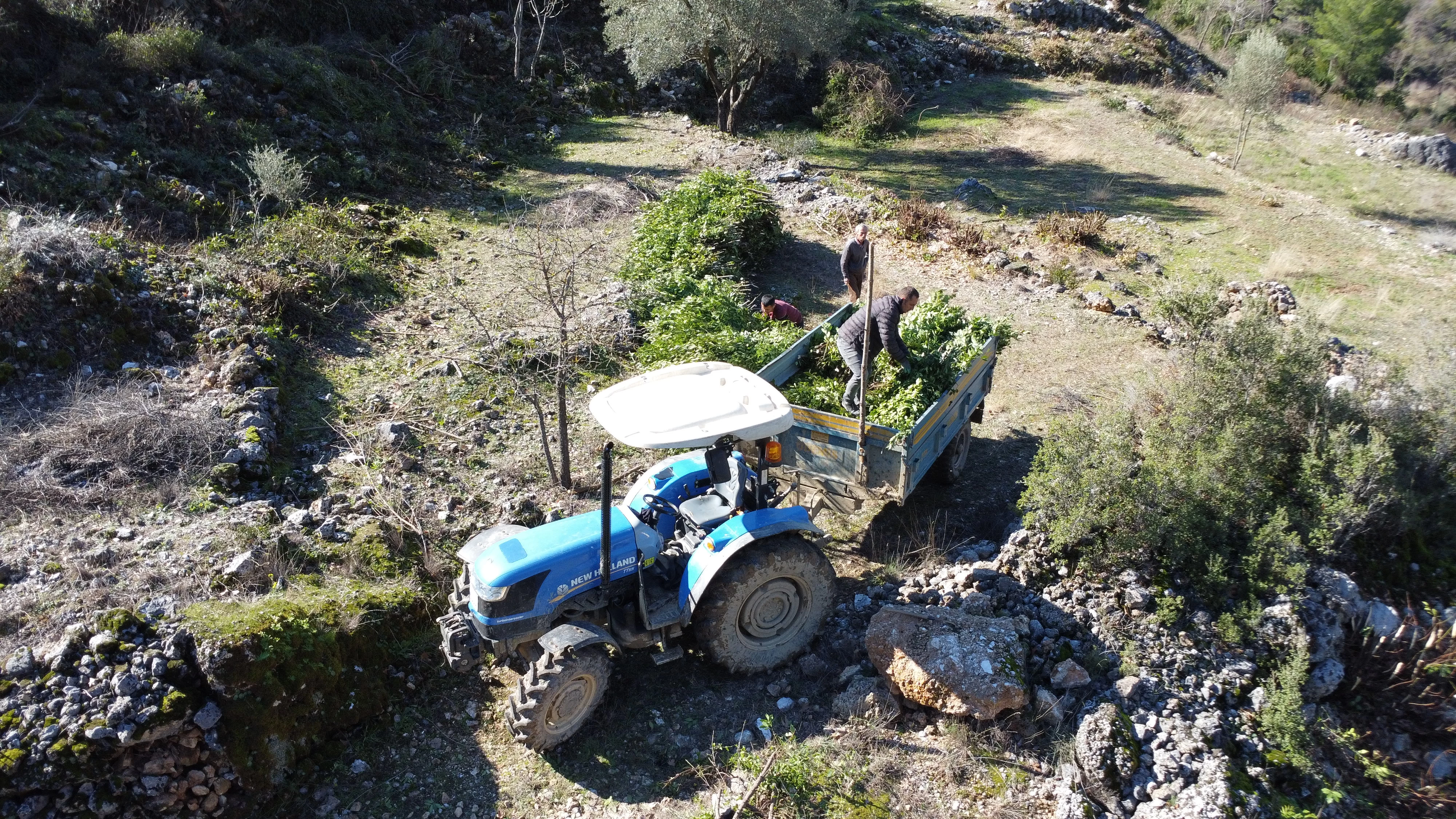 Toroslarda doğal yetişen defne yaprakları Avrupa'ya ihraç ediliyor 3