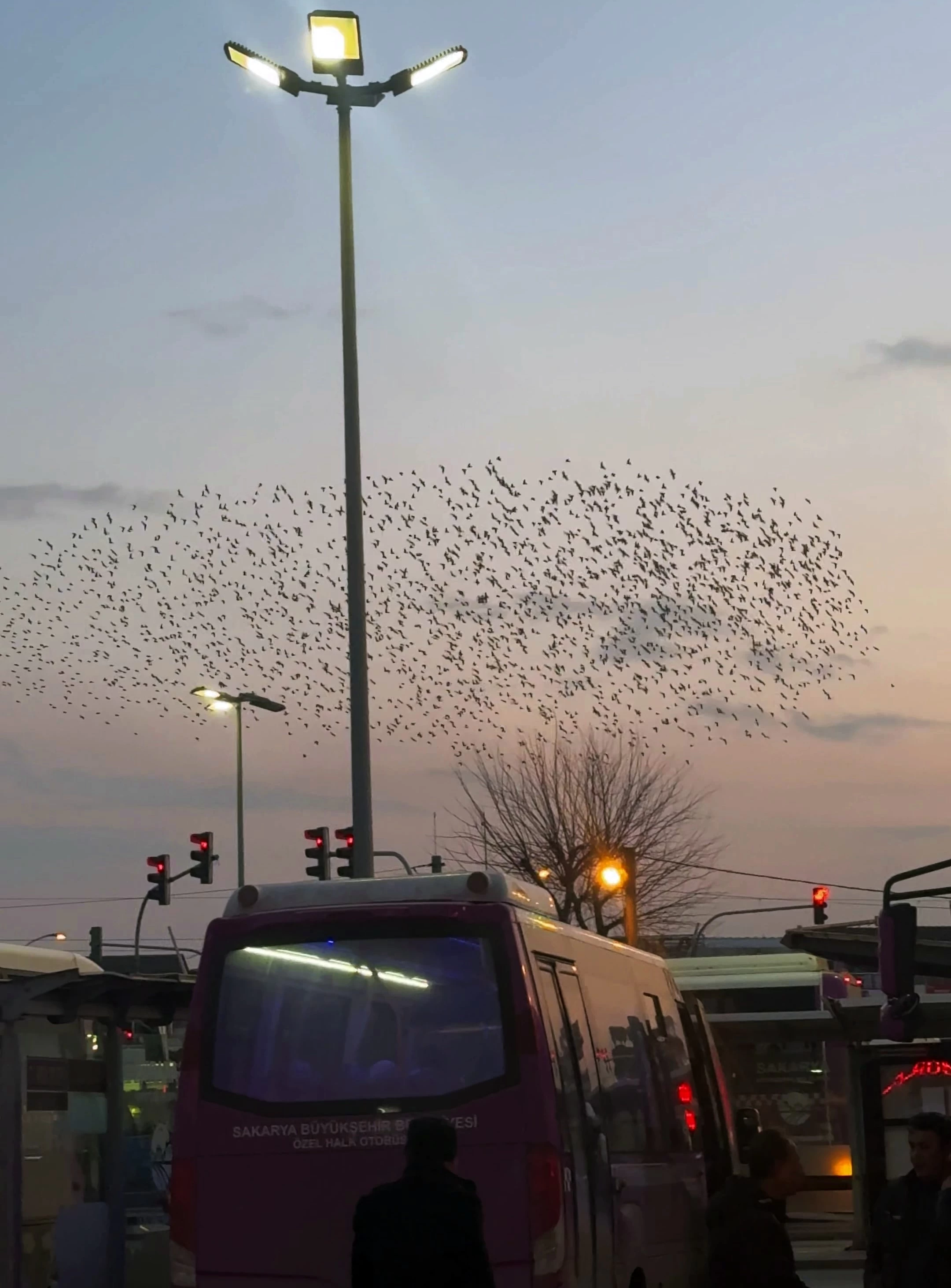 Sığırcık kuşlarının uçuşu izleyenleri mest etti 3