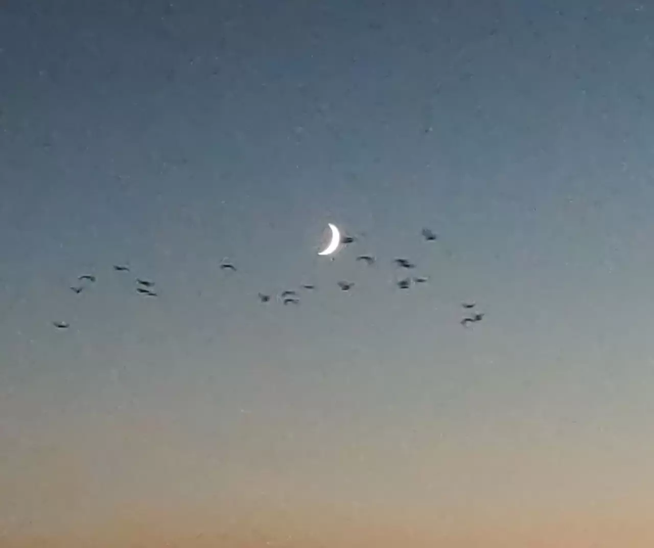 Van Gölü’nde kartpostallık manzara: Kuşlar gün batımıyla göç yolculuğuna başladı 1