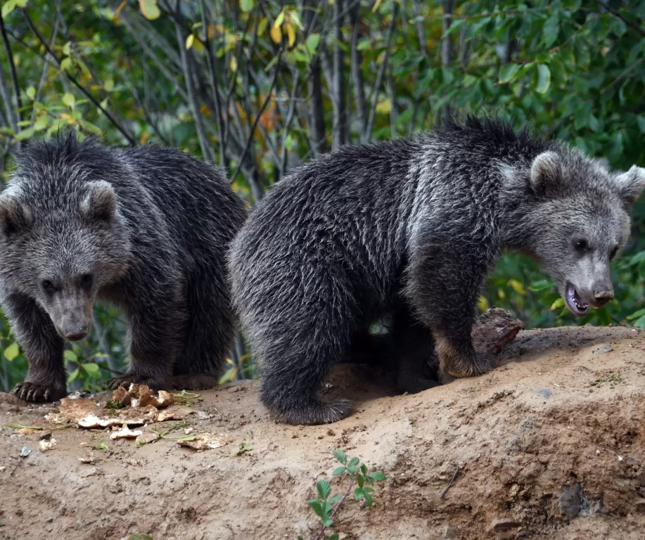 Küre’de yavru ayılar ilgi odağı oldu 3