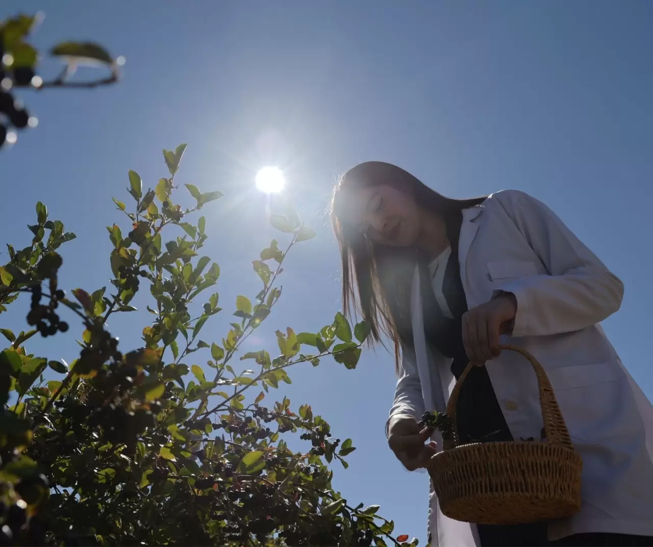Bayburt Üniversitesi aronya ile çiftçilere yeni gelir kapısı açıyor 9