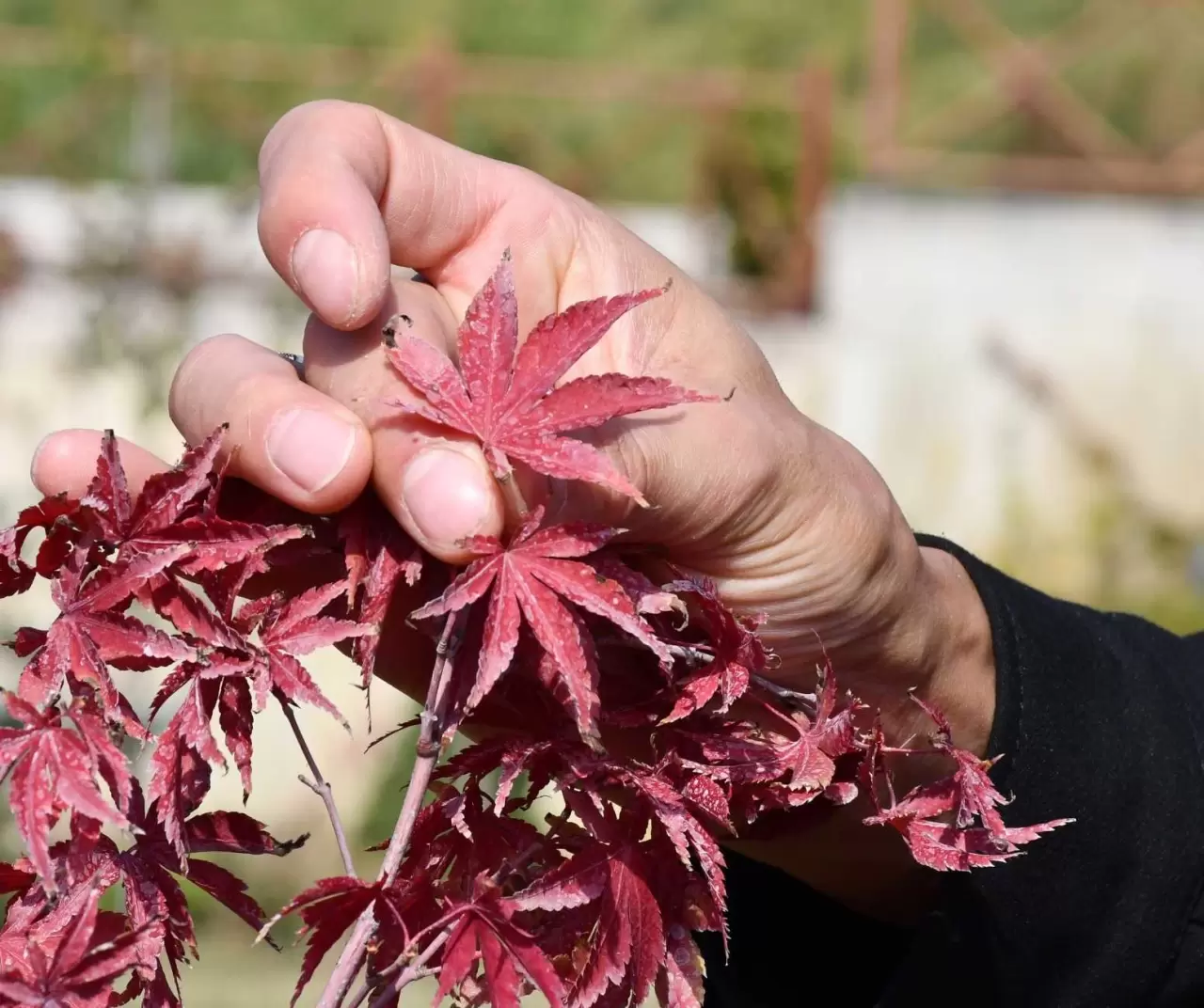 Düzce Üniversitesi'nden Özel Koleksiyon: Doç. Dr. Yusuf Parlak'ın El Yapımı Kağıtlarıyla Botanik Bahçenin Güzellikleri! 3