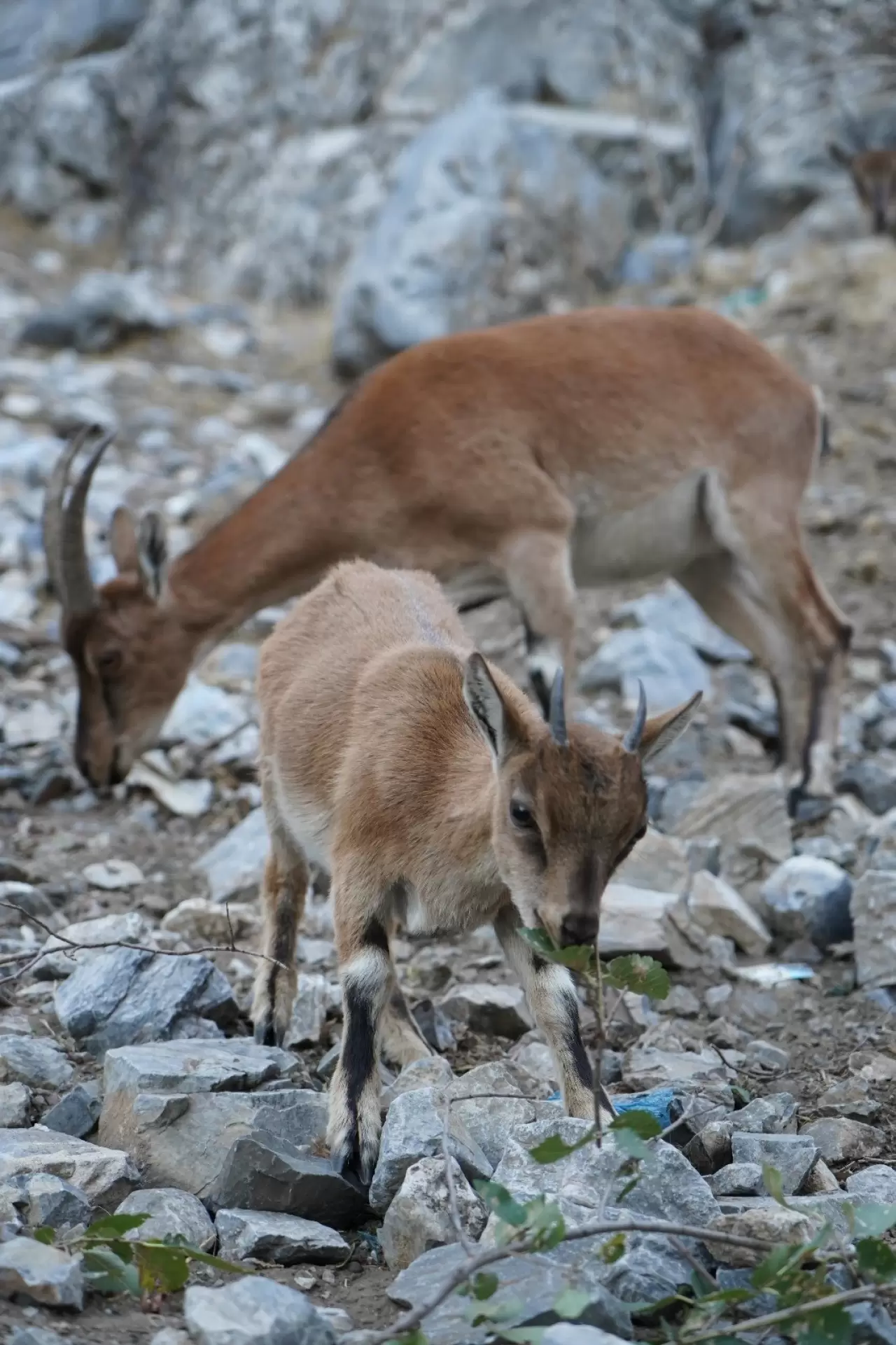 Pozantı'da yaban keçileri görüntülendi 2
