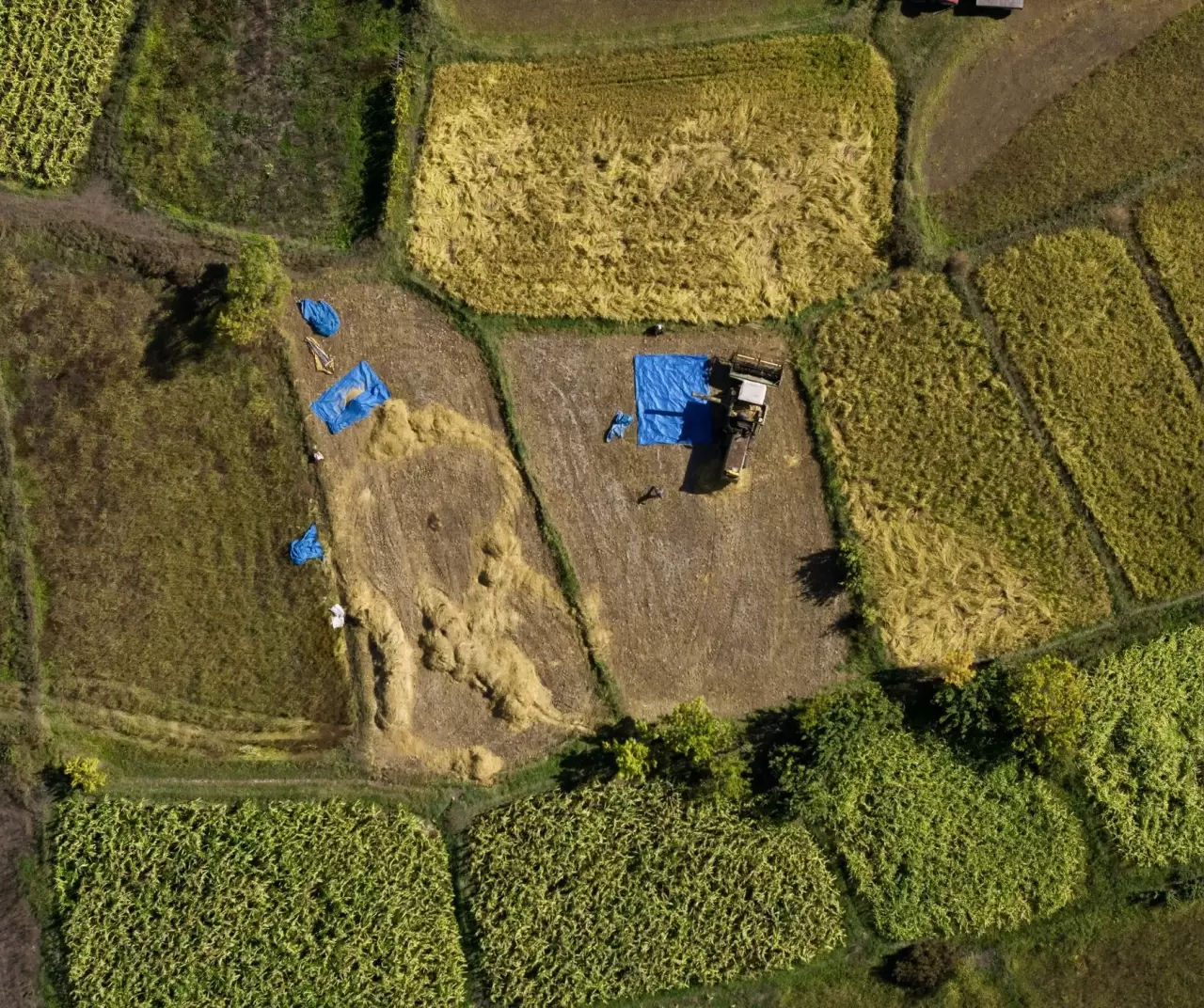 Artvin Yusufeli’nde çeltik hasadı başladı 6