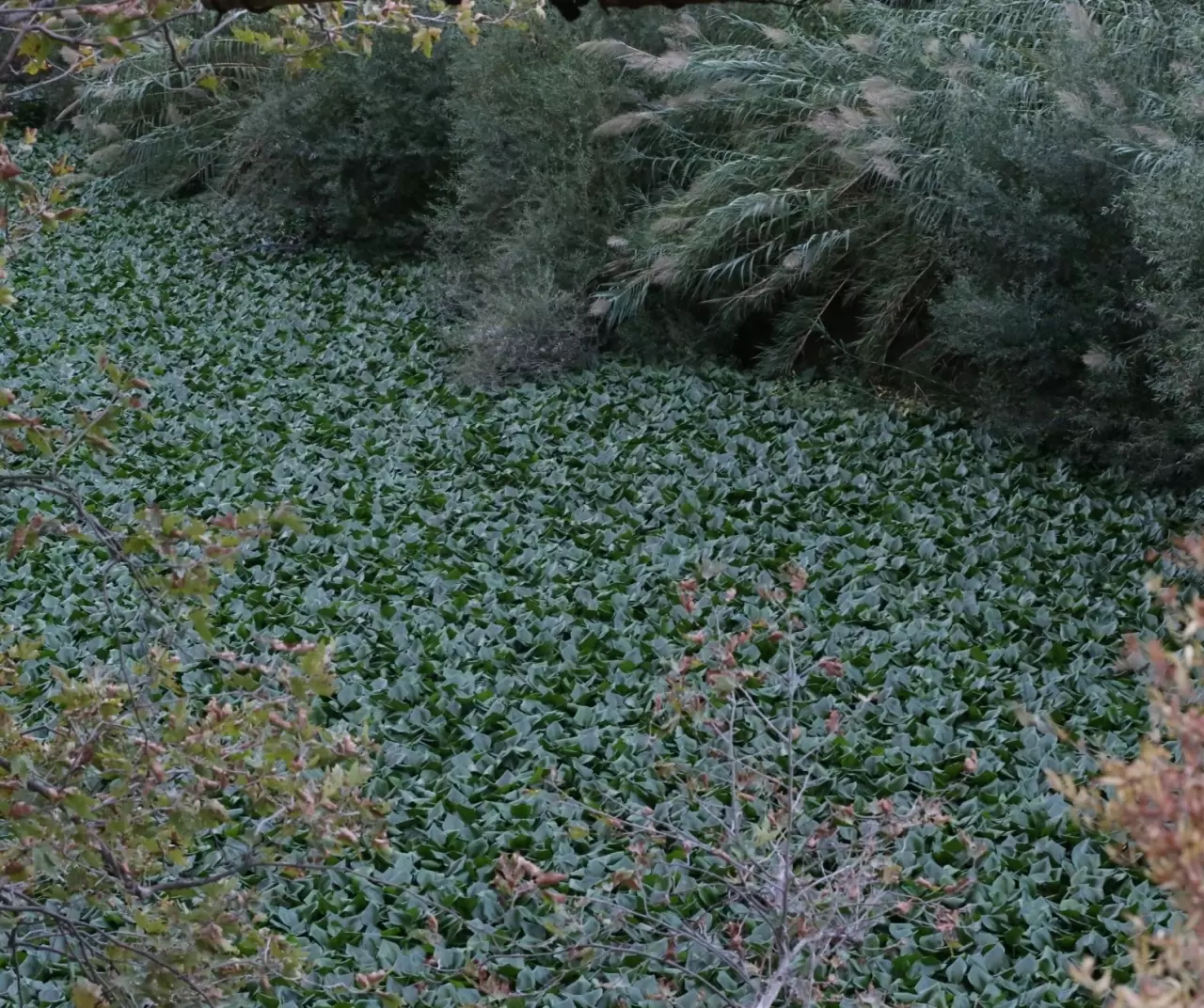 Asi Nehri’nde su sümbülleri yeniden görüldü: Güzelliğin altında tehdit saklı 5