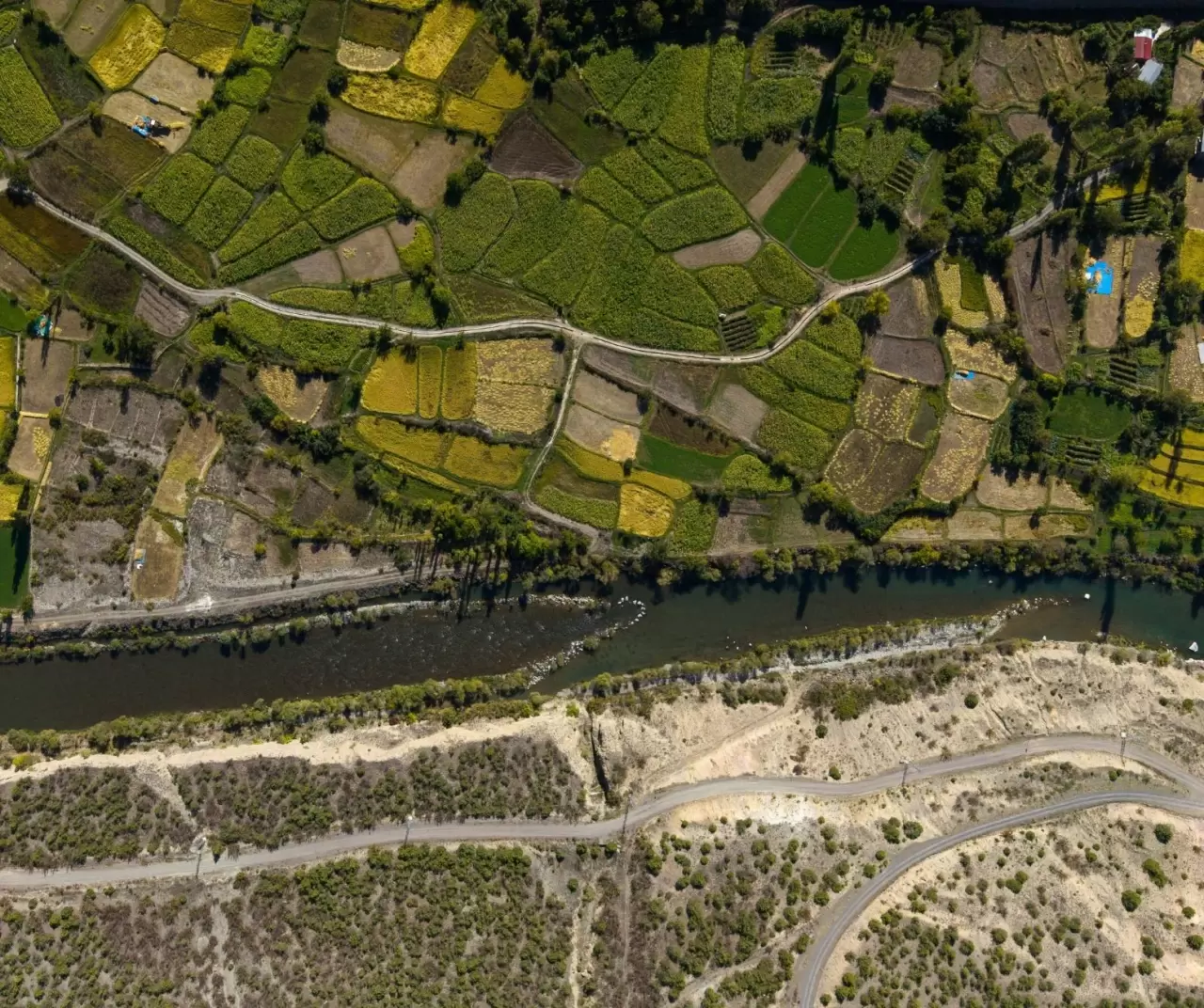 Artvin Yusufeli’nde çeltik hasadı başladı 5