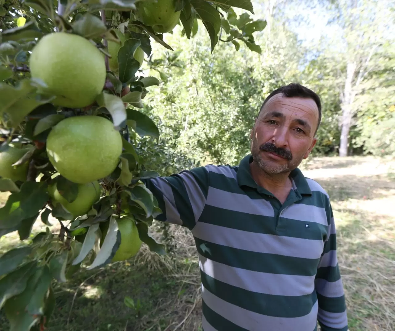 Türkiye-Ermenistan sınırında organik elma üretimi: Kars’ın Halıkışlak Köyü rekolteyle dikkat çekiyor 1