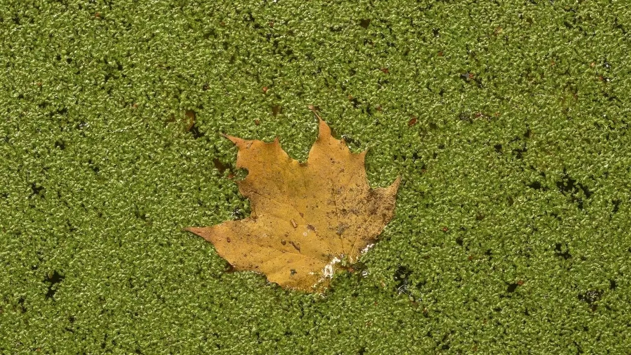 Berlin Tiergarten’da sonbahar masalı 6