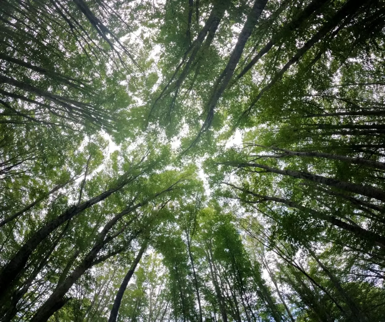 Istranca ormanları sonbaharda renk cümbüşüyle büyülüyor 3