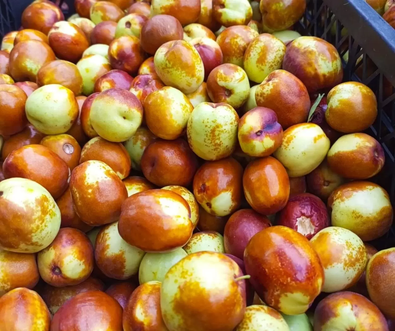 Ankara Güdül’de yetişen hünnap meyvesi tüm Türkiye’ye gönderiliyor 1