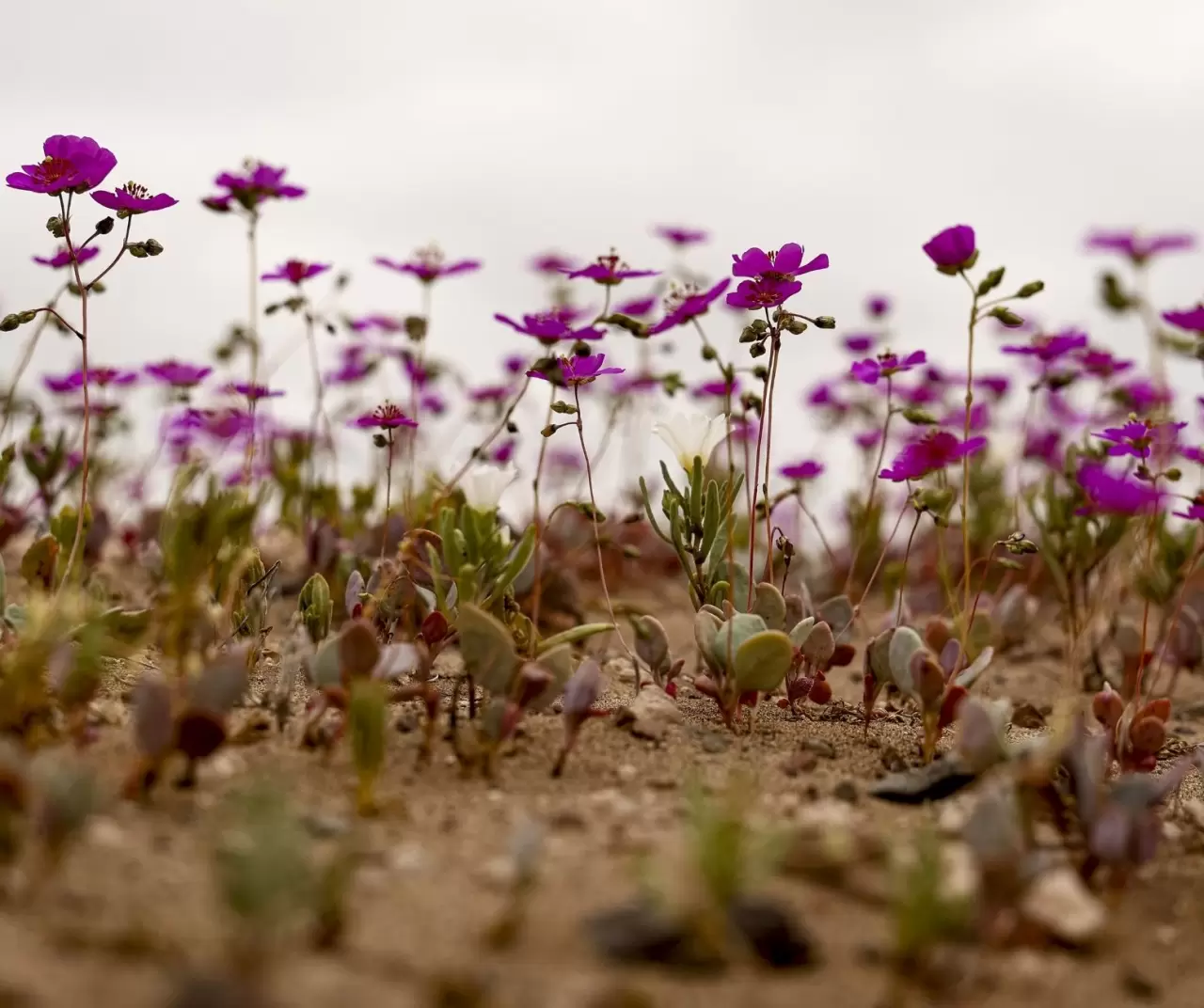 Atacama Çölü’nde görsel şölen: Kurak topraklar çiçeklerle kaplandı 4