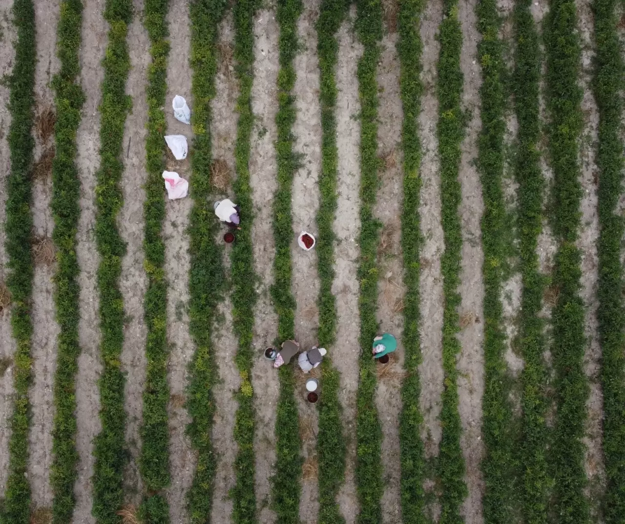 Kuraklık Çukurören biberini vurdu: Üretim alanı yarı yarıya azaldı 2