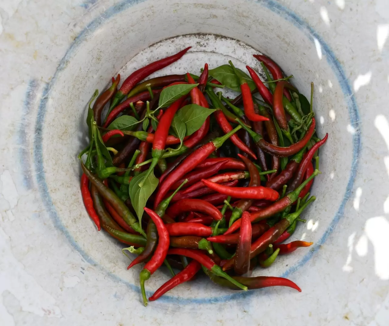 Kuraklık Çukurören biberini vurdu: Üretim alanı yarı yarıya azaldı 6