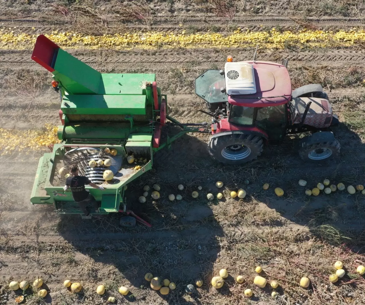 Nevşehir kabak çekirdeğinde rekor büyüme: Ekim alanı ve ihracat katlanarak arttı 3