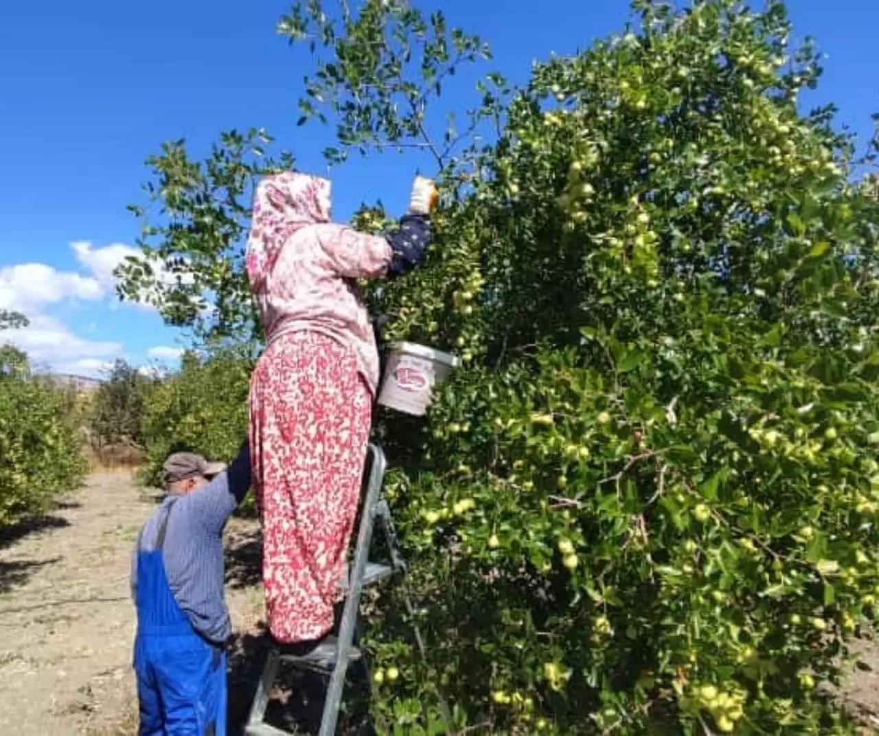 Ankara Güdül’de yetişen hünnap meyvesi tüm Türkiye’ye gönderiliyor 4