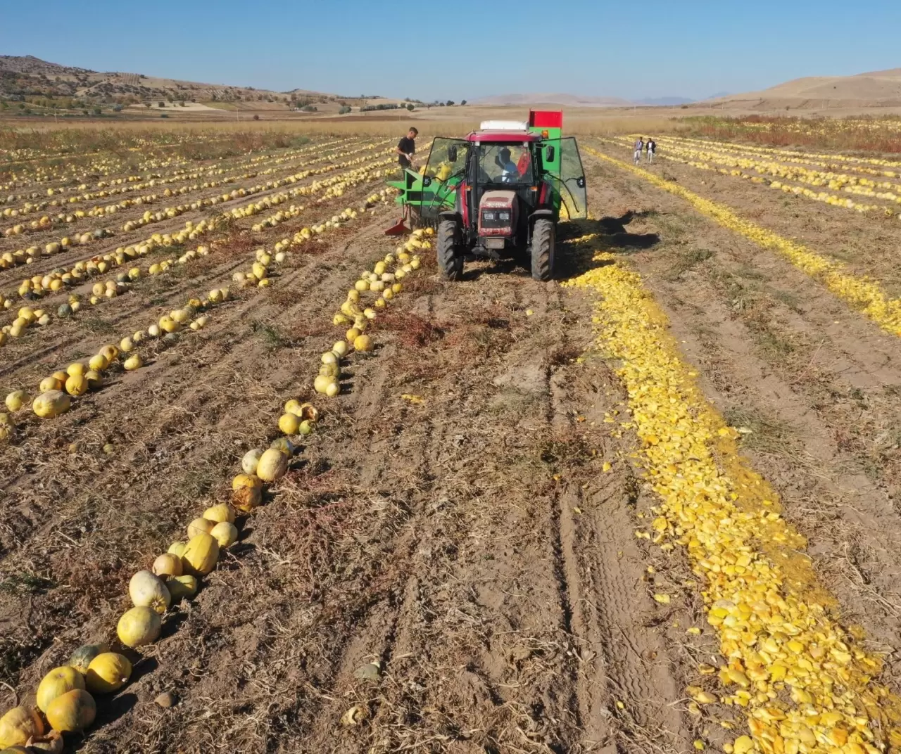 Nevşehir kabak çekirdeğinde rekor büyüme: Ekim alanı ve ihracat katlanarak arttı 2