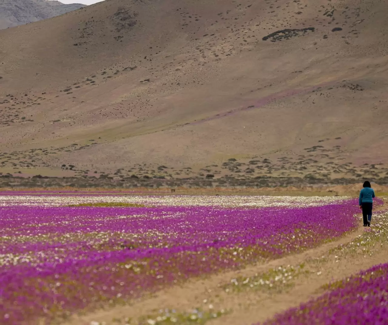 Atacama Çölü’nde görsel şölen: Kurak topraklar çiçeklerle kaplandı 3